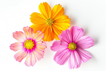 Three flowers of different colors are arranged in a row