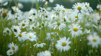 Fototapeta premium field of daisies