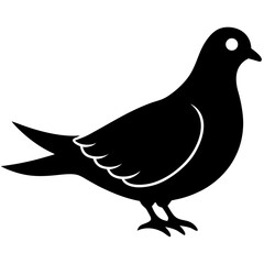 vector illustration of pigeon