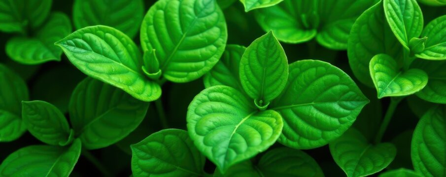 Dense foliage with intricate green leaf texture, nature, natural