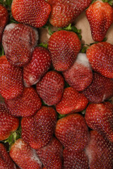 A close-up image of strawberries in various stages of spoilage, visibly affected by white fuzzy mold and decay
