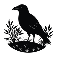 raven vector illustration of a bird.