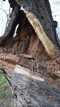 Vertical screen broken tree trunk decay texture deep crack bark damage hollow inside natural erosion insect activity dry wood dramatic detail forest destruction raw wilderness