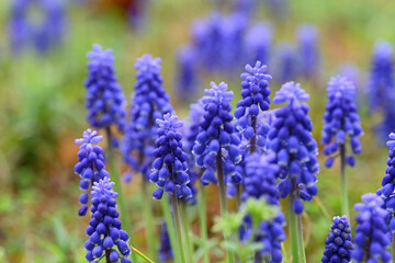 春の紫色の花　ムスカリ