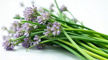 Fototapeta premium Elegant cluster of flowering chives with soft lilac blossoms and green stems
