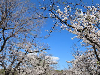 【春】満開の桜が見せるいろいろな表情（7）