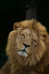 Male lion head with black background