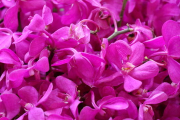 Purple flowers for the background