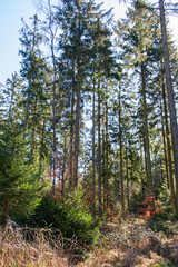 a look into the forest at the beginning of april