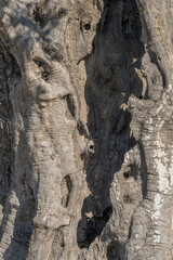 An Olive Tree Trunk Close Up