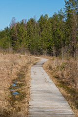 A wooden boardwalk winds through a field of reeds, leading through a peaceful wetland landscape in the spring sunshine.