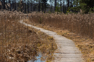 A wooden boardwalk winds through a field of reeds, leading through a peaceful wetland landscape in the spring sunshine.