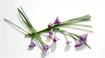 Fototapeta premium Elegant Purple Flowers and Green Stems on a White Backdrop for Simple Beauty