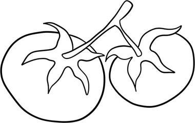 Tomato, Fresh Tomato, Vector, Vegetable, Line