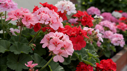 Fototapeta premium Vibrant Pink and Red Geraniums in a Greenhouse Setting
