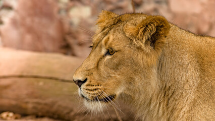 Der L&ouml;we - K&ouml;nig der Tiere