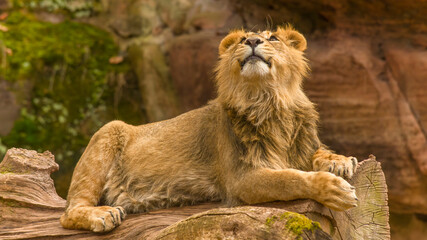 Der Löwe - König der Tiere © Harald Tedesco
