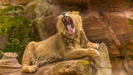 Der Löwe - König der Tiere © Harald Tedesco