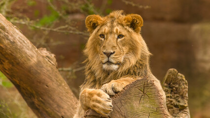 Der Löwe - König der Tiere © Harald Tedesco