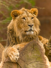 Der Löwe - König der Tiere