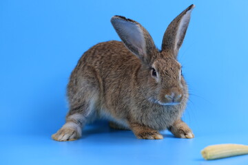 Healthy lovely bunny easter rabbit stands up on two legs, cleaning face, ears, body, sniffing, looking around, on blue screen background. Cute fluffy rabbit, Lovely Animal concept.
