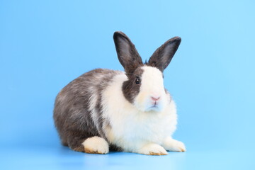 Healthy lovely bunny easter rabbit stands up on two legs, cleaning face, ears, body, sniffing, looking around, on blue screen background. Cute fluffy rabbit, Lovely Animal concept.
