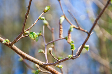 Budding of a silver birch (Betula pendula)