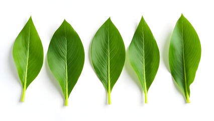 Five fresh green leaves arranged in a symmetrical row on white background