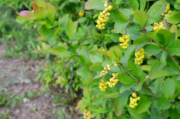 Close-up of a Berberis shrub with green leaves and yellow flowers