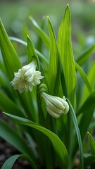 Fototapeta premium Delicate white flowers and vibrant green foliage in a garden setting