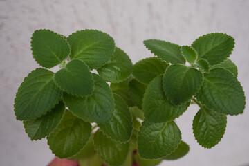 Close-up of a fresh nádchovník (Cuban oregano) plant with soft, fuzzy green leaves. A popular medicinal herb used for colds and respiratory relief.