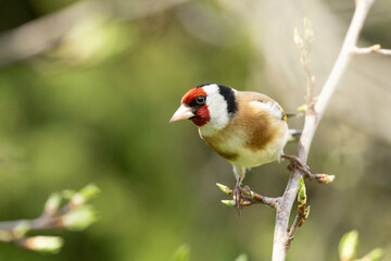 goldfinch (german: Stieglitz oder Distelfink) in a tree