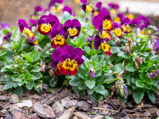 Colorful pansy flowers blooming in a garden bed with bark mulch. Bright purple, yellow, and red...