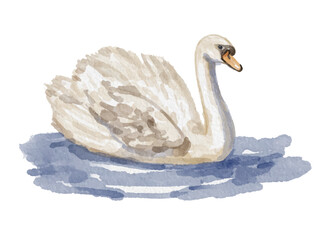 Hand painted watercolor swan on the water