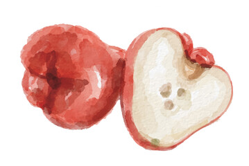 Watercolor rose apple fruit hand painted