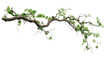 green tree isolated on white background