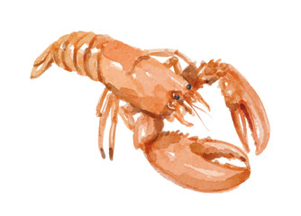 Watercolor lobster hand painted