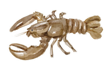 Hand painted watercolor lobster isolated