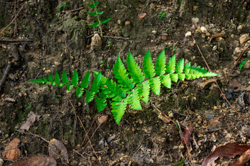 fern leaf in the forest