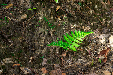 green leaf on the ground