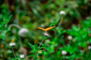 butterfly on flower
