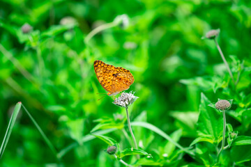 butterfly on a flower