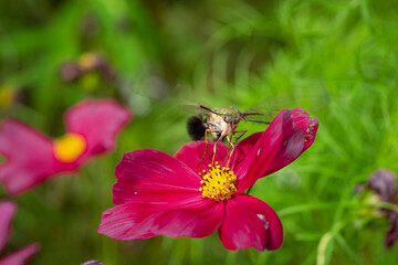 bee on a flower