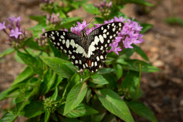 butterfly on flower