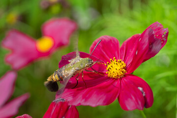 bee on pink flower