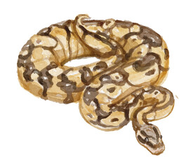 Watercolor python snake hand painted