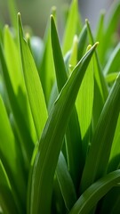 Obraz premium Vibrant green plant shoots bathed in sunlight in a close-up view