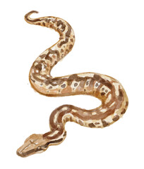 Watercolor python snake isolated