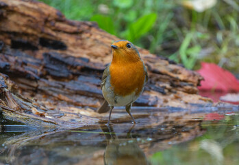 Robin at the water's edge with a droplet on its beak, near moss and fallen leaves