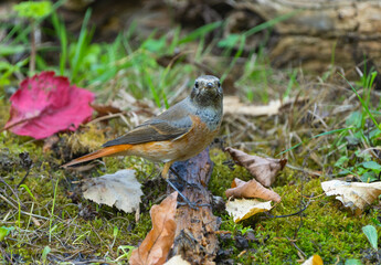Close-up of redstart bird on a log in a summer forest